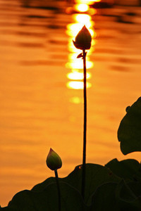 热那亚主场逼平劲旅，保持不败状态