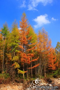 都灵豪取联赛六连胜，冲击前四