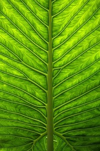 阿贾克斯遭遇困境，冠军梦或成泡影